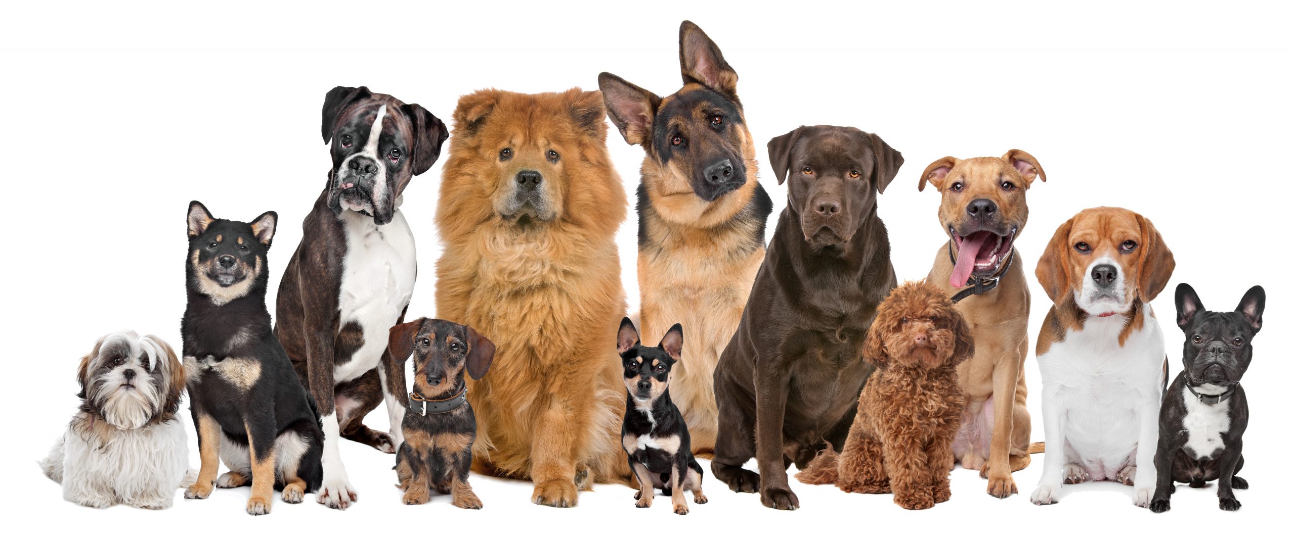 rijtje honden