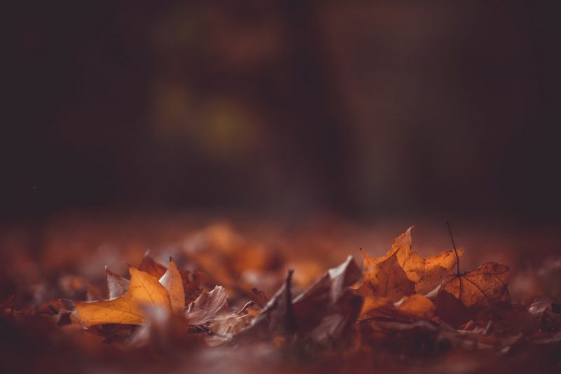 Herfstbladeren Allerzielen 2020