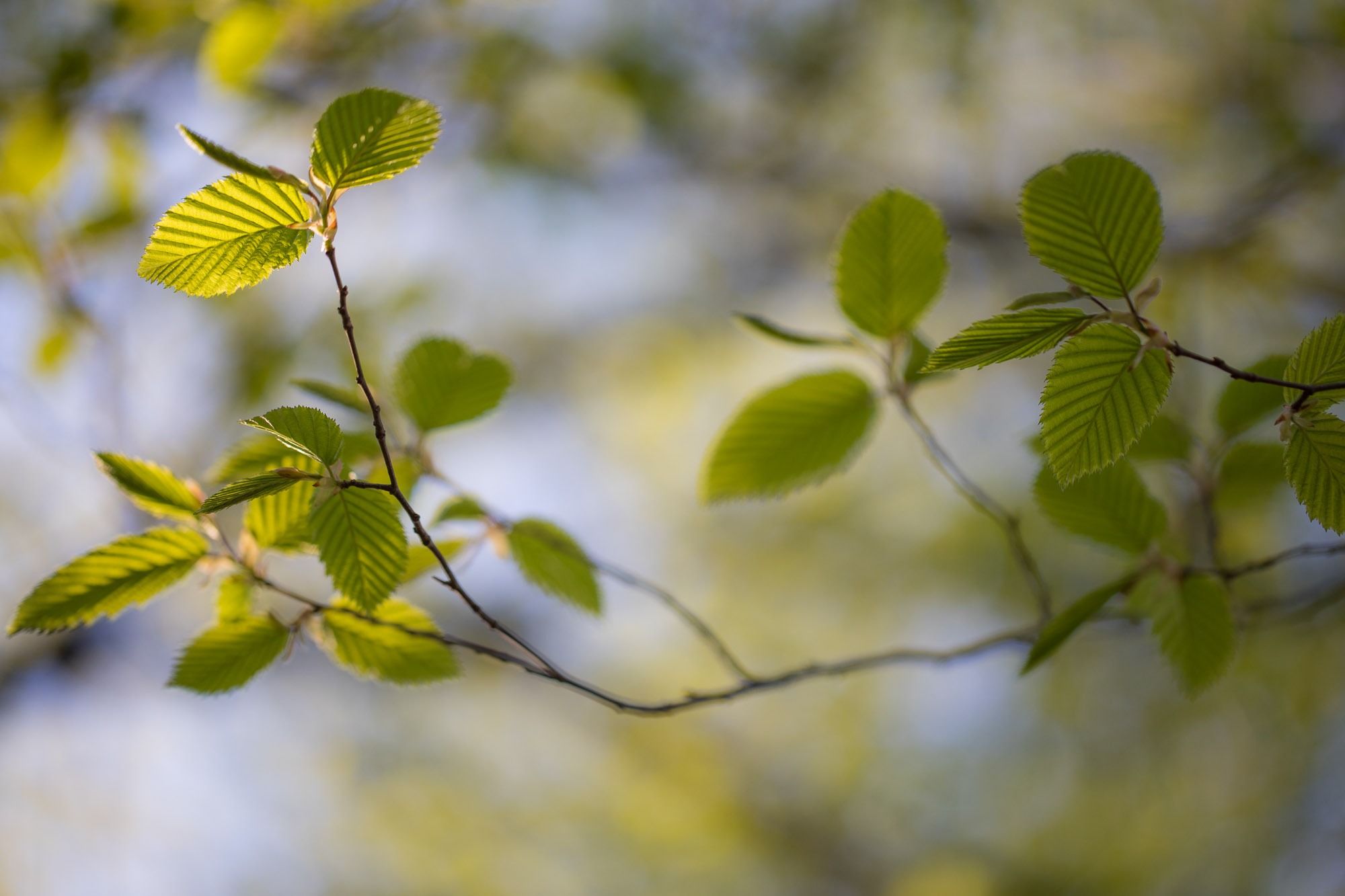 Hildegards groene tak Hildegards groene tak