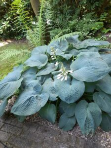 De Hosta groeit als kool