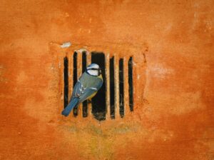 released from prison